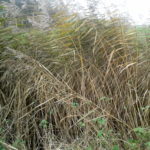 riet-1